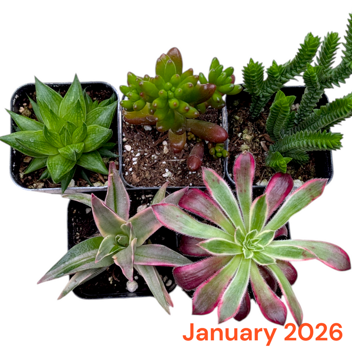 Subscription Box Plants List: Five potted succulents arranged overhead.