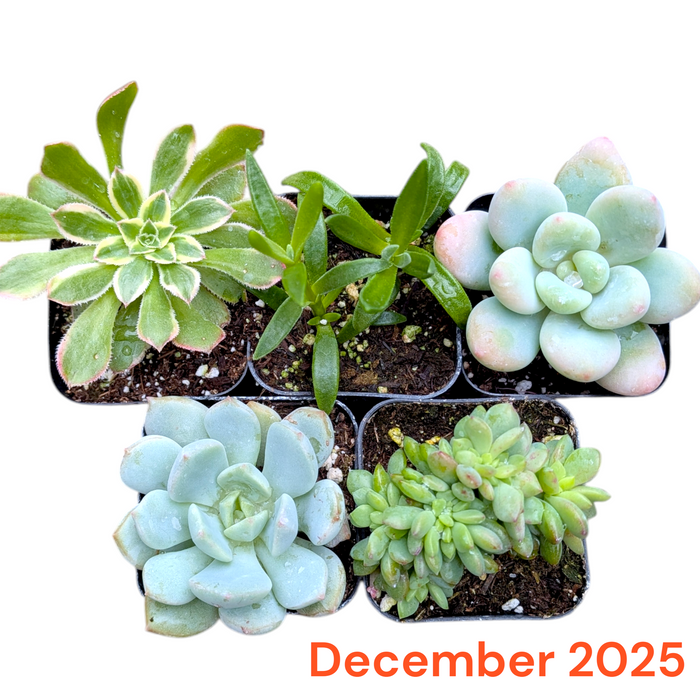 Subscription Box Plants List with six potted succulents.