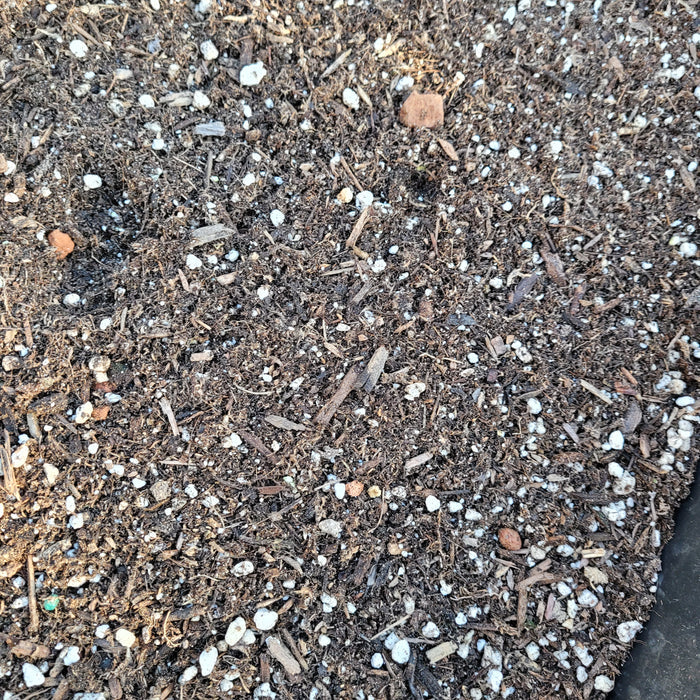 Succulent Soil Mix with perlite, bark, peat moss blend.