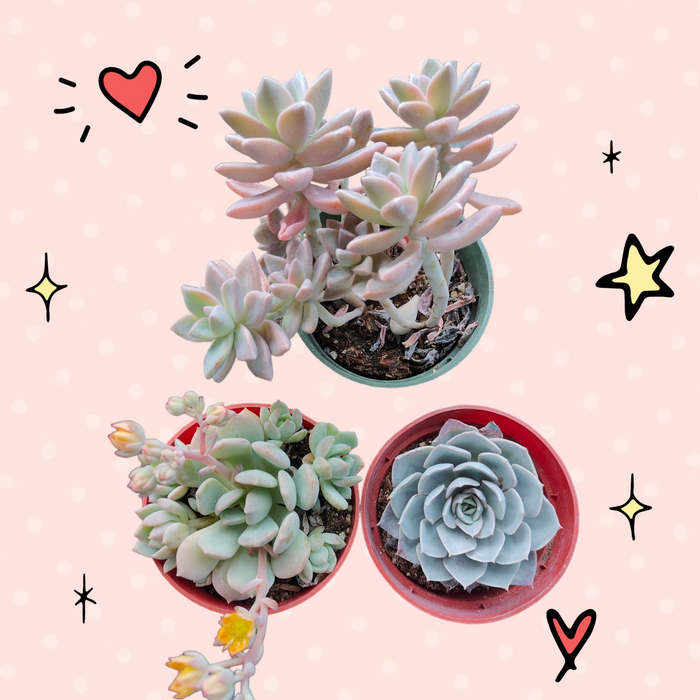 Succulent Trio (Unicorn Love) with rosettes and trailing blooms.