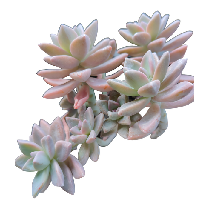 Succulent Trio (Unicorn Love) with rosette-forming, pastel-colored succulents.