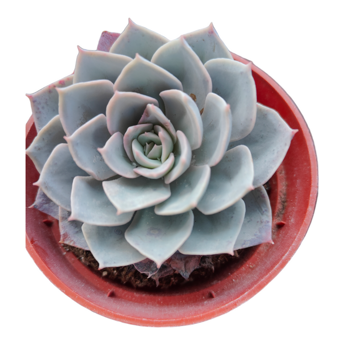 Succulent Trio (Unicorn Love) in reddish nursery pot.