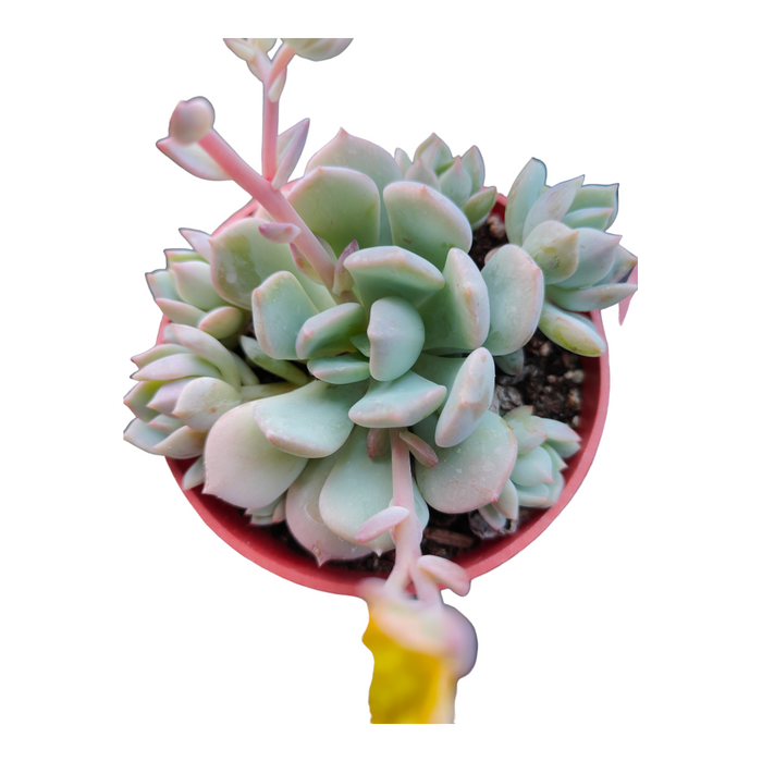 Succulent Trio (Unicorn Love) in red pot with bloom.