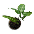 Syngonium angustatum in a plastic pot with variegated leaves.