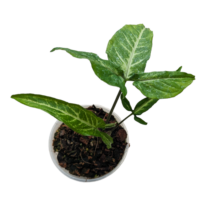 Syngonium angustatum in a plastic pot with variegated leaves.