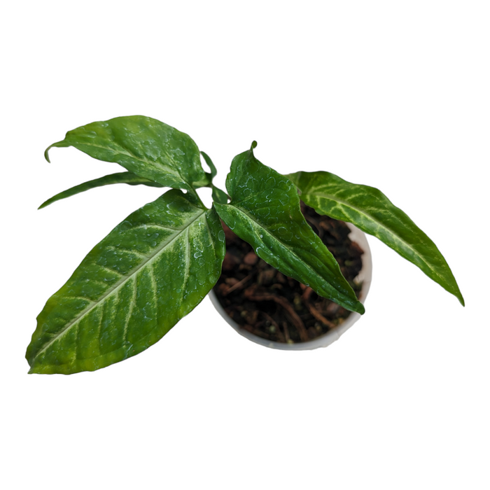 Syngonium angustatum in a white pot with variegated leaves.