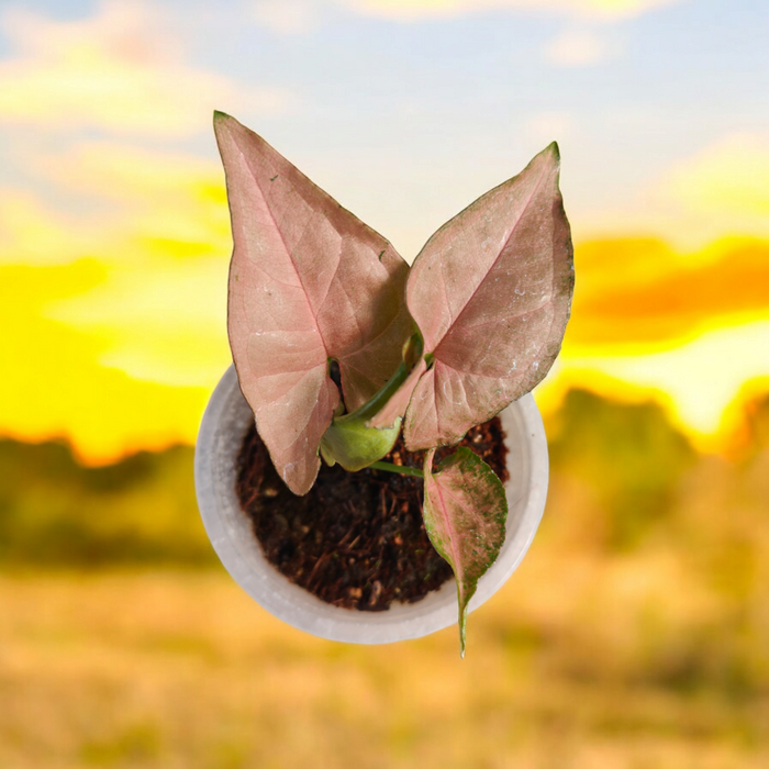 Syngonium Neon Pink in white pot with arrow-shaped leaves.