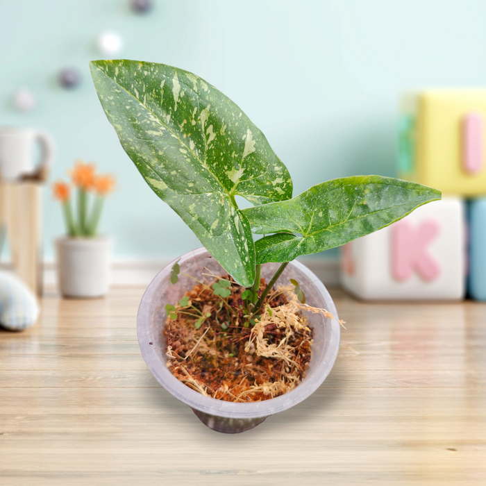 Syngonium Panda in clear pot with moss.
