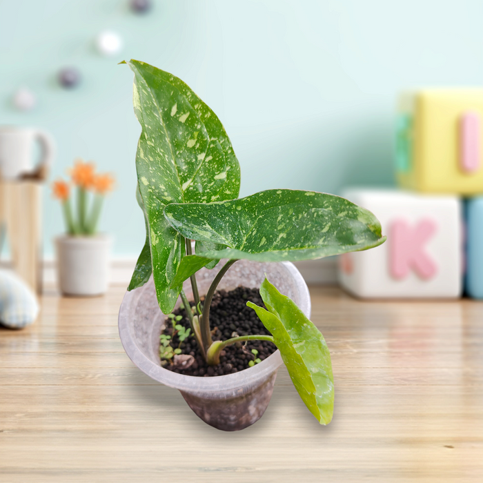 Syngonium Panda plant in clear pot on wooden table.