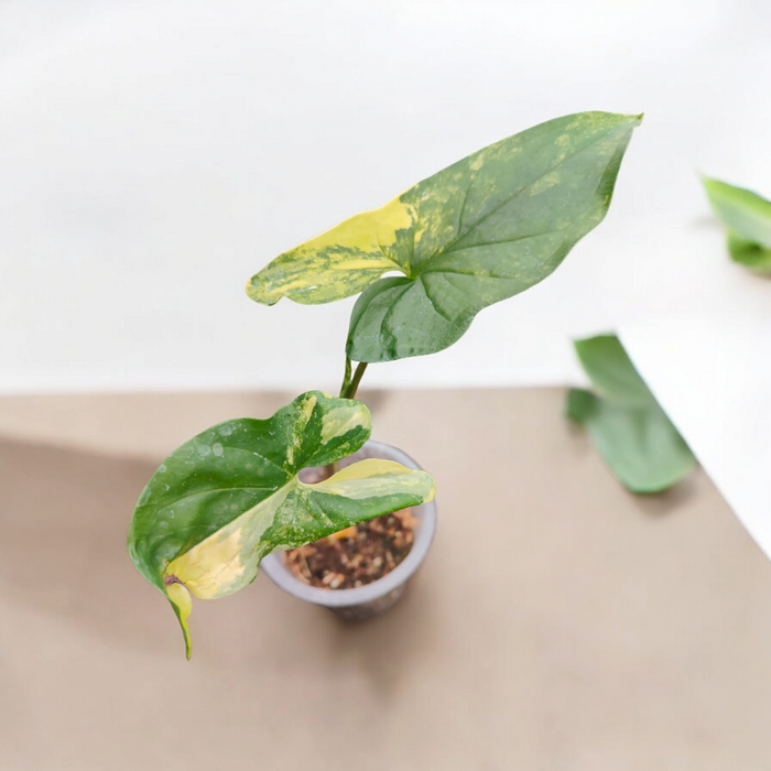 Syngonium podophyllum 'Aurea' Variegated houseplant in pot.