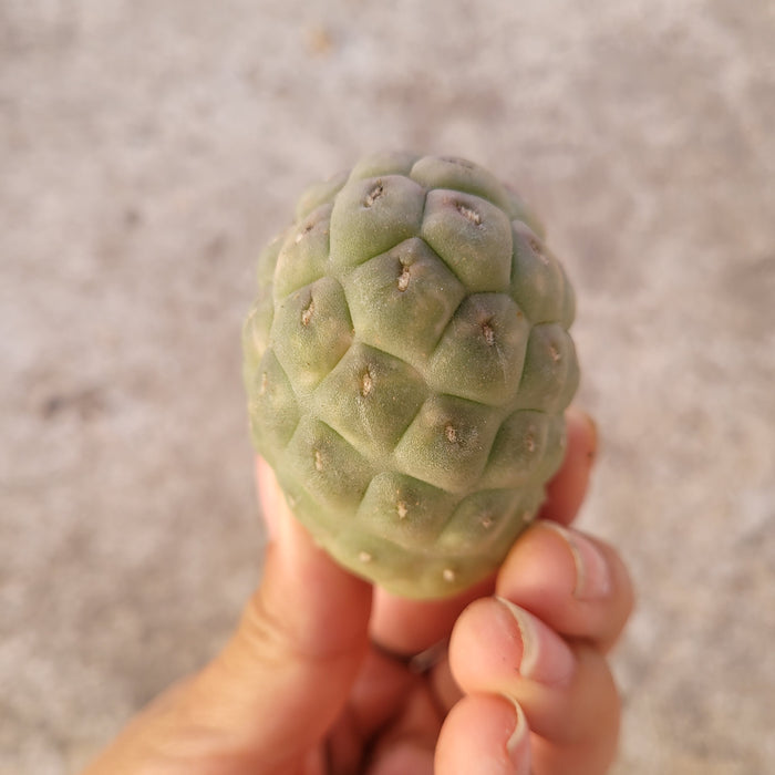 Tephrocactus geometricus with polygonal scales, unripe Annona-like appearance.