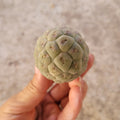 Tephrocactus geometricus unripe fruit-like seed pod.