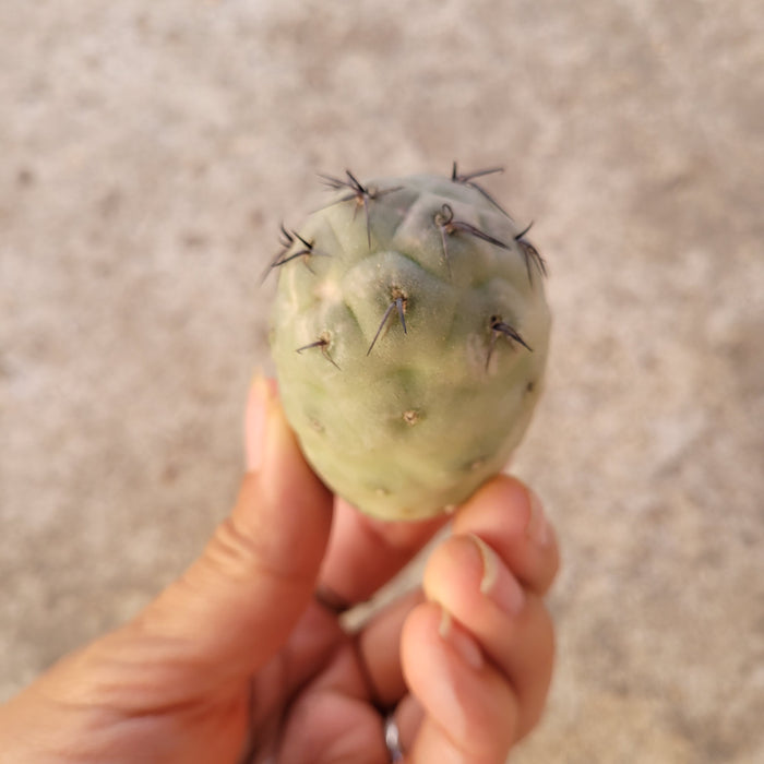 Tephrocactus geometricus cactus pad with small glochids.