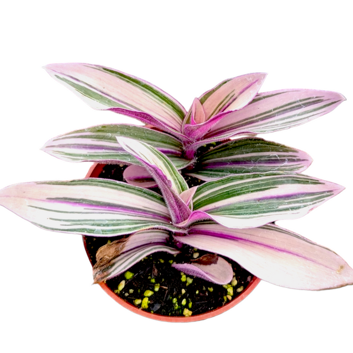 Tradescantia blossfeldiana 'Pink Furry' Wandering Dude - variegated houseplant.
