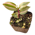 Tradescantia Chrysophylla Variegated Baby Bunny Bellies in nursery pot.