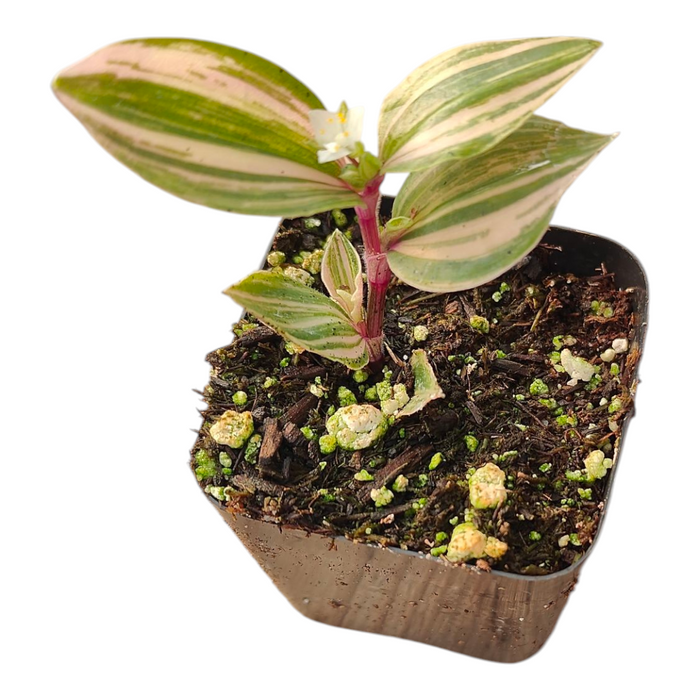 Tradescantia Chrysophylla Variegated Baby Bunny Bellies in nursery pot.
