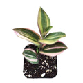 Tradescantia mundula Lisa Tricolor with striped foliage in small pot.