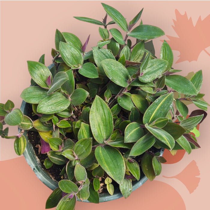 Tradescantia mundula Lisa Tricolor in nursery pot, trailing leaves.