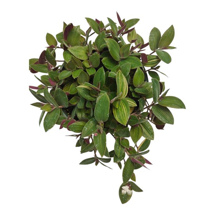 Tradescantia mundula Lisa Tricolor with green and purple leaves, white blossom.