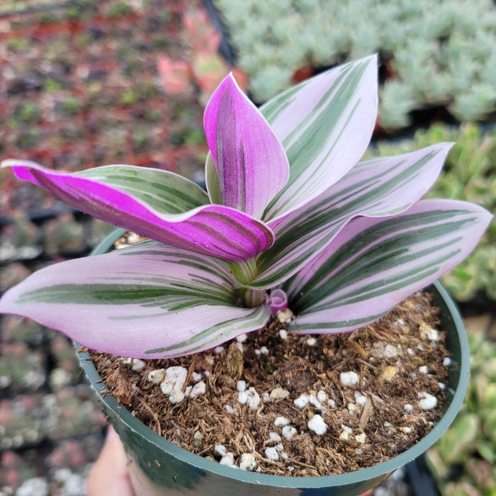 Tradescantia 'Nanouk' Pink Wandering Dude in pot with striped leaves.
