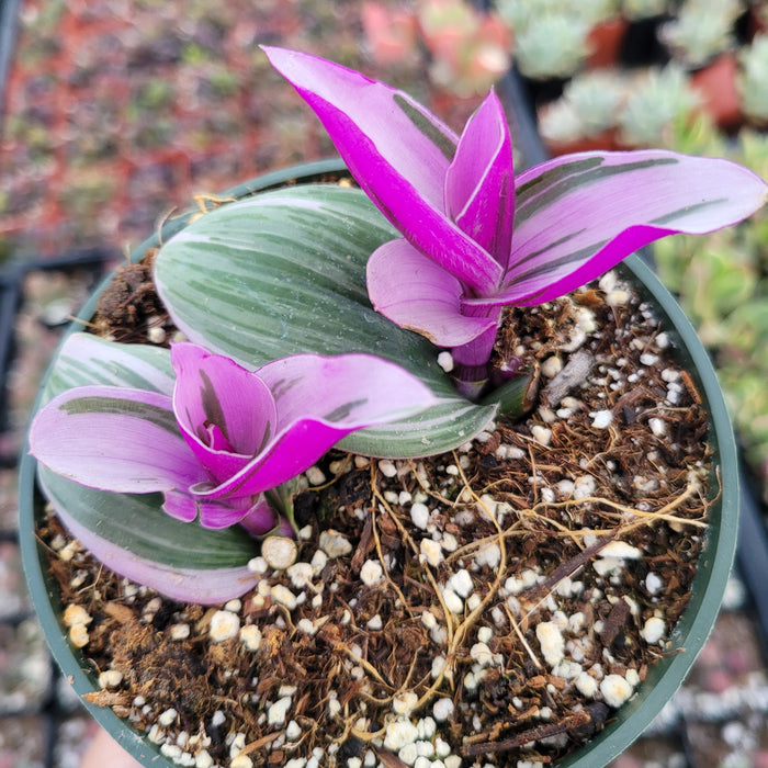 Tradescantia 'Nanouk' with variegated leaves in fresh potting mix.