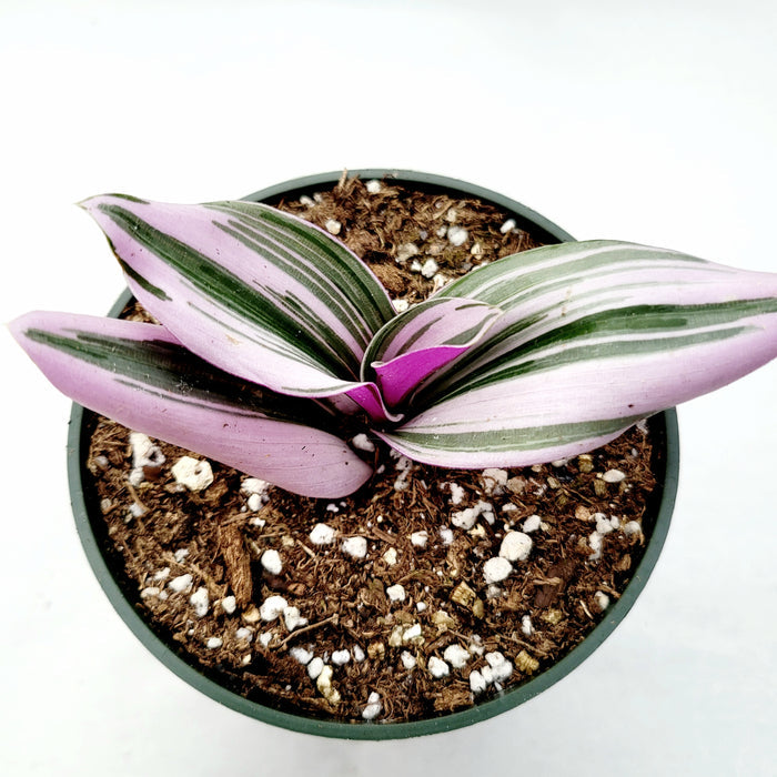 Tradescantia 'Nanouk' Pink Wandering Dude houseplant in pot.