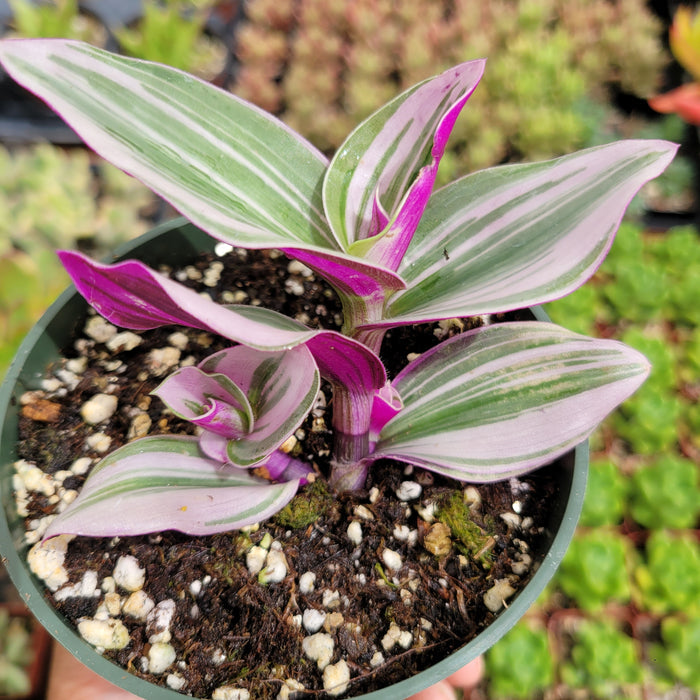 Tradescantia 'Nanouk' Pink Wandering Dude with striped leaves.