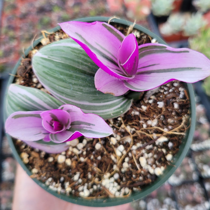 Tradescantia 'Nanouk' Pink Wandering Dude with striped foliage in pot.