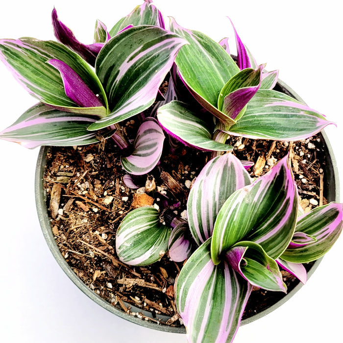 Tradescantia 'Nanouk' Pink Wandering Dude in a small pot.