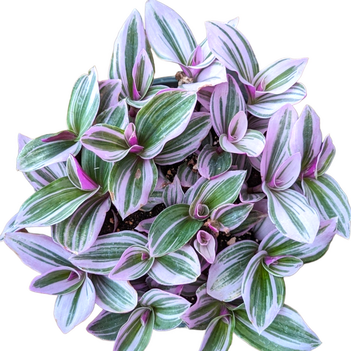 Tradescantia 'Nanouk' Pink Wandering Dude with striped foliage.