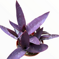 Tradescantia pallida 'Kartuz Giant' Purple Heart with deep violet leaves.