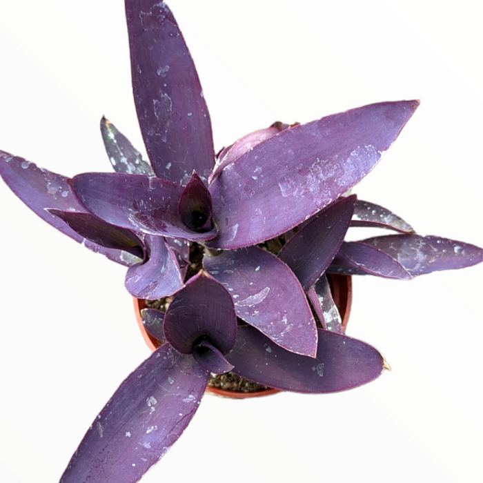 Tradescantia pallida 'Kartuz Giant' with long purple leaves in a pot.