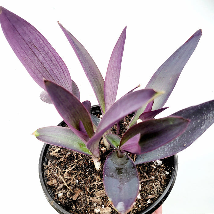 Tradescantia pallida 'Kartuz Giant' with purple lance-shaped leaves in pot.