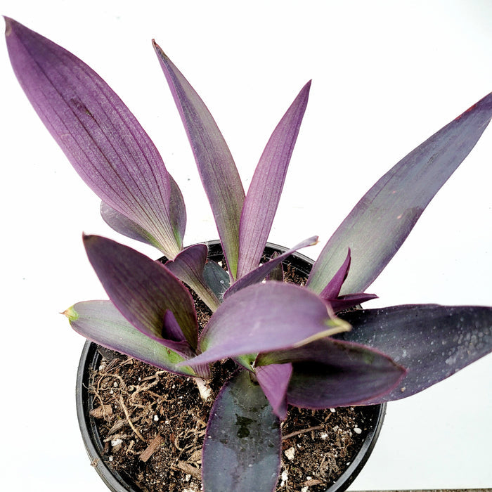 Tradescantia pallida 'Kartuz Giant' with deep purple lance-shaped leaves.
