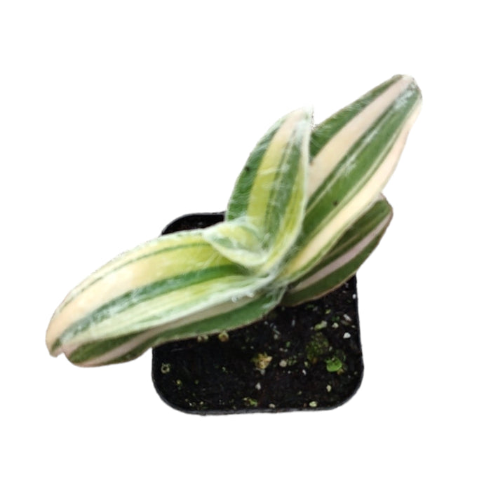 Tradescantia sillamontana 'White Velvet' potted variegated houseplant.