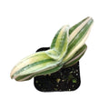 Tradescantia sillamontana 'White Velvet' potted variegated houseplant.