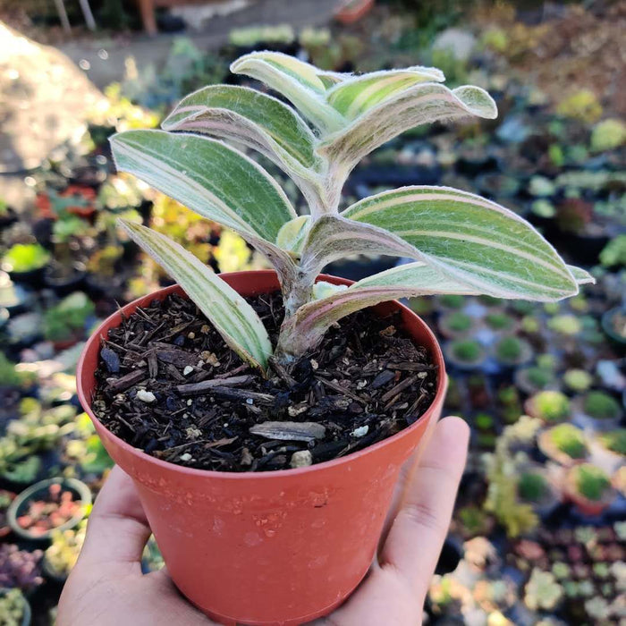 Variegated Tradescantia 'White Velvet' in nursery pot.