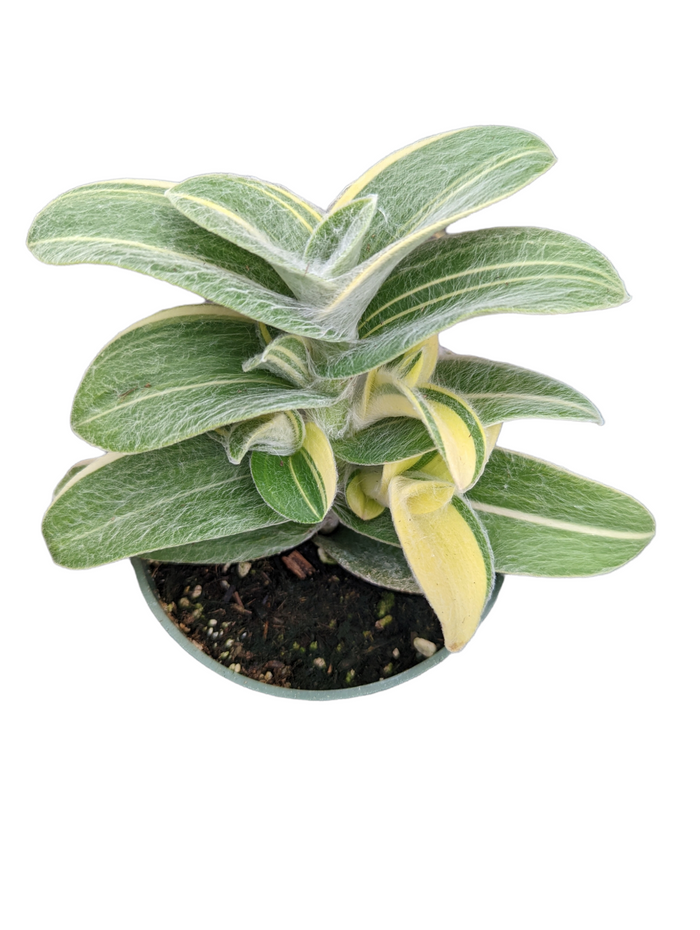 'White Velvet' succulent with fuzzy, variegated leaves.