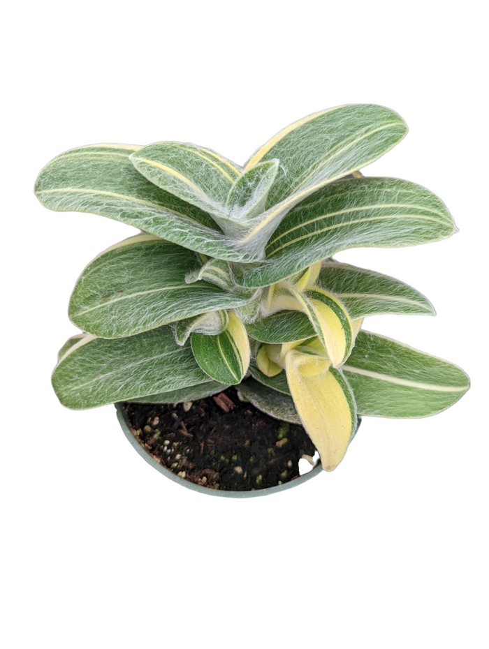 Tradescantia sillamontana 'White Velvet' in nursery pot.