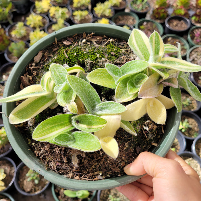 Tradescantia sillamontana 'White Velvet' in a small nursery pot.