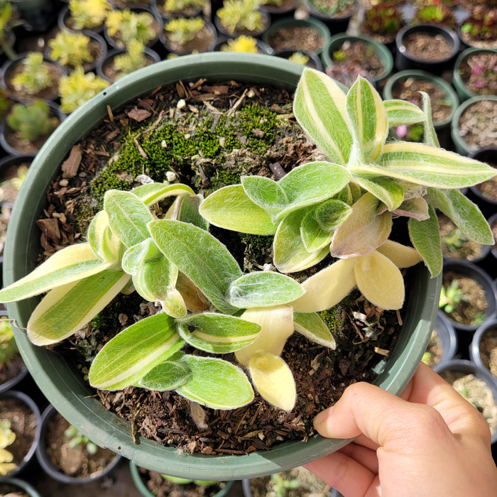 Tradescantia sillamontana 'White Velvet' in green pot, hand-held.