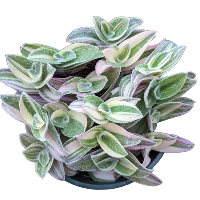 Tradescantia sillamontana 'White Velvet' with variegated, trailing foliage.