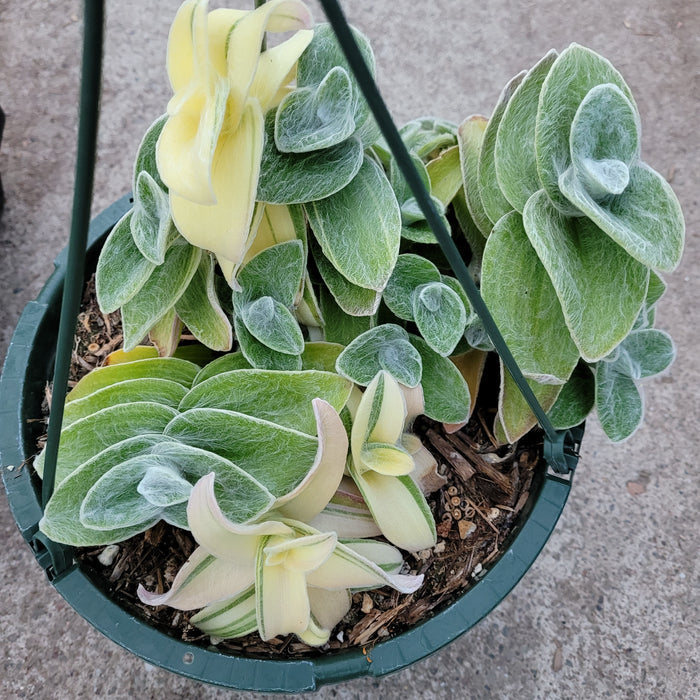 White Velvet Spiderwort hanging pot, fuzzy variegated leaves.
