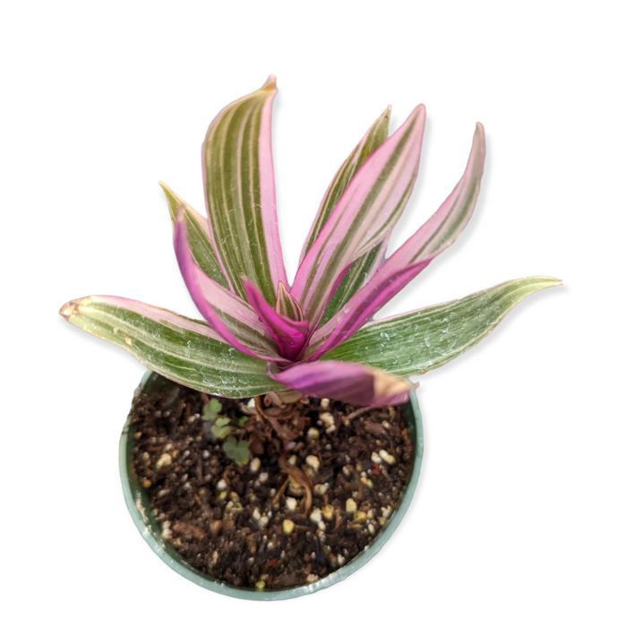 Tradescantia spathacea 'Rhoeo Discolor Tricolor' in nursery pot.