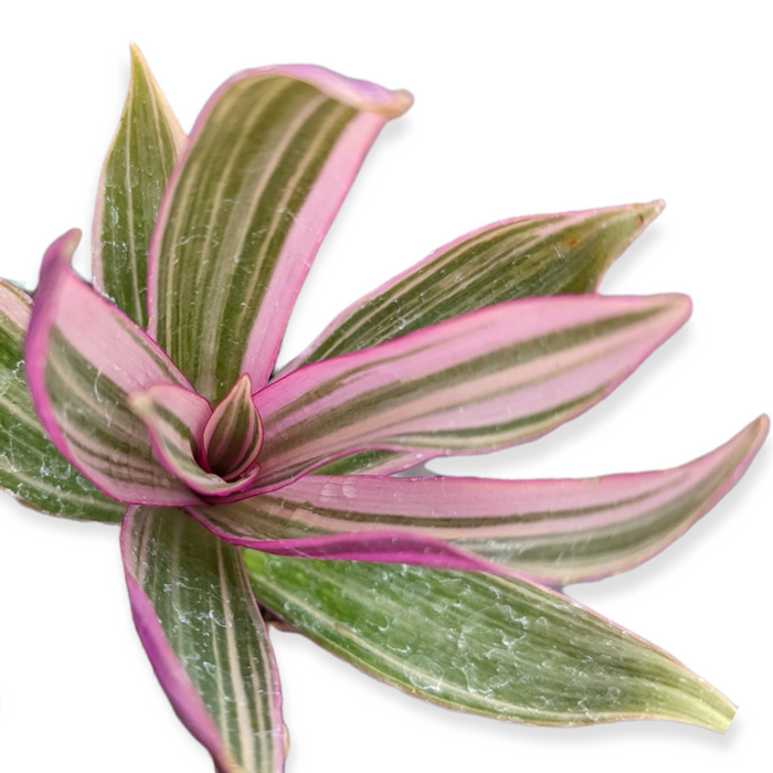Tradescantia spathacea 'Rhoeo Discolor Tricolor' with striped, pink-edged leaves.