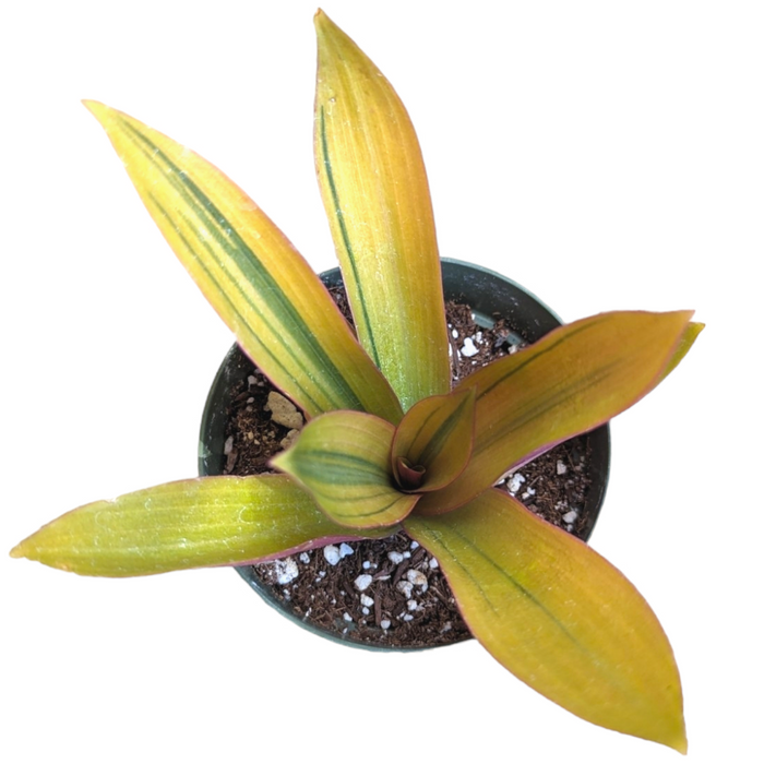 Tradescantia spathacea 'Sitara's Gold' with golden-yellow, green-striped leaves.