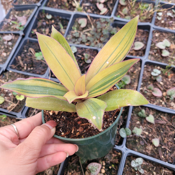 Tradescantia spathacea 'Sitara's Gold' in a green pot, hand-held.