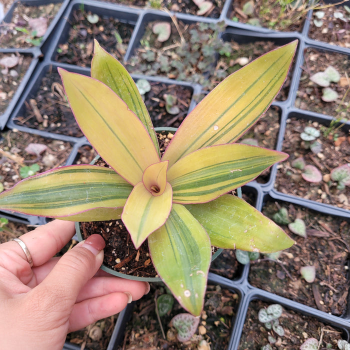Tradescantia spathacea 'Sitara's Gold' potted houseplant with variegated leaves.