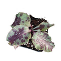 Tradescantia tinantia Pringlei with patterned, purplish-green leaves.