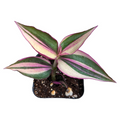 Tradescantia zebrina Quadcolor Wandering Dude in potting mix.